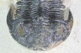 Bargain, Hollardops Trilobite - Visible Eye Facets #68610-3